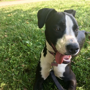 Fundraising Page: Shannon saladik